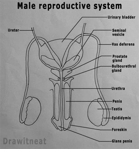 dick pis|Male Genitalia Pictures, Anatomy & Diagram 